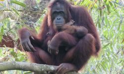 Hari Orangutan Sedunia, Populasinya yang Kian Mengkhawatirkan