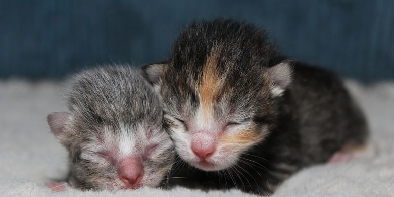 Ilustrasi gejala fading kitten syndrome pada anak kucing.