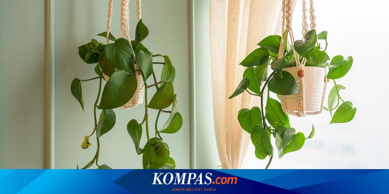 Panduan Merawat Tanaman Gantung di Dalam Rumah