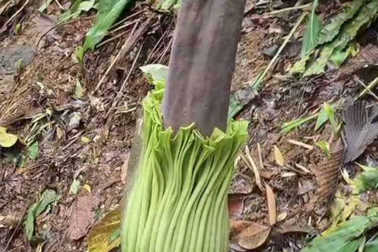 Potret bunga bangkai raksasa Amorphophallus titanium dengan bagian kelopak bunganya sudah mulai terbuka, pada Senin (2/2/2026). 