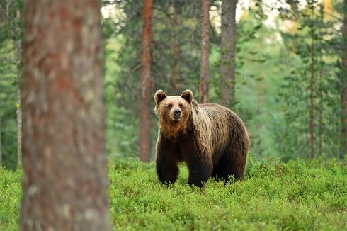 Beruang Coklat di Yunani Hibernasi Lebih Awal dalam 31 Tahun Terakhir