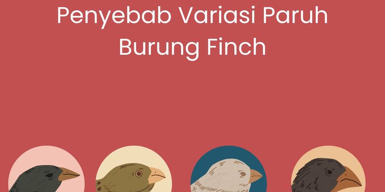 Penyebab Variasi Paruh Burung Finch
