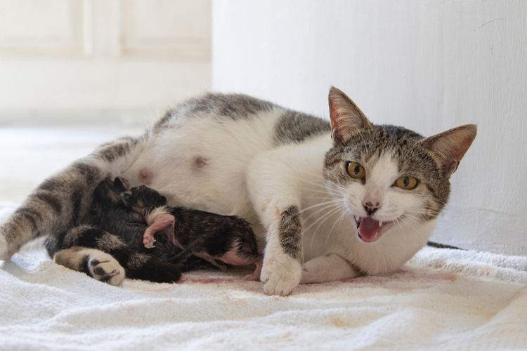 Ilustrasi kucing melahirkan anaknya. 