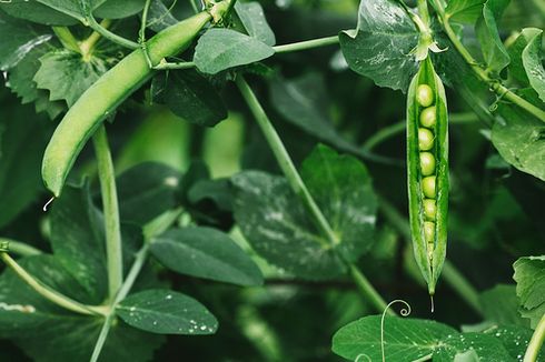 Cara Menanam Kacang Hijau dari Biji di Kebun