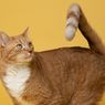 Kenapa Kucing Menyerang Ekornya Sendiri?