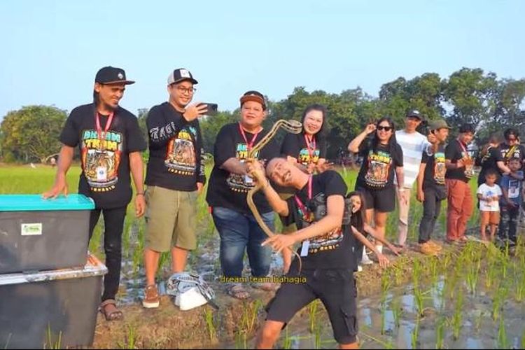 Pelepasan ribuan ular di sawah di Indramayu, Jawa Barat, dalam program Ular Sahabat Petani yang digagas Bupati Indramayu, Lucky Hakim 
