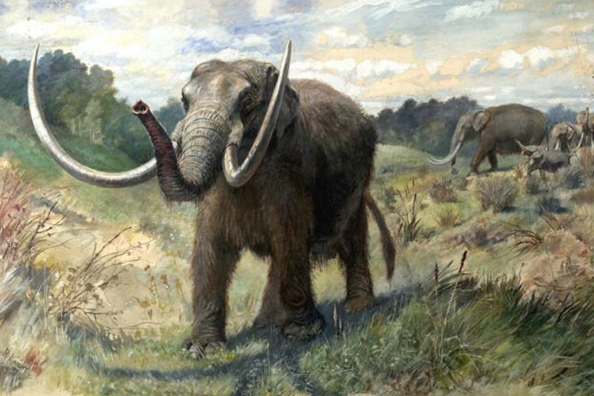 Ilustrasi mastodon, hewan kuno yang masih satu genus dengan mammoth dan memiliki fisik mirip gajah.