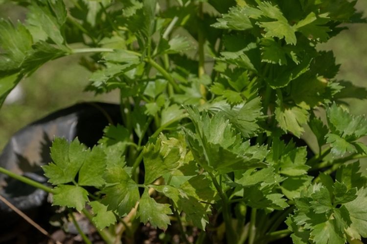 Ilustrasi menanam seledri di polybag. 