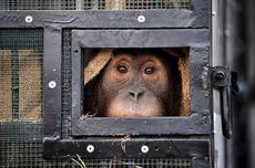 Two Smuggled Sumatran Orangutans Return to Indonesia from Thailand