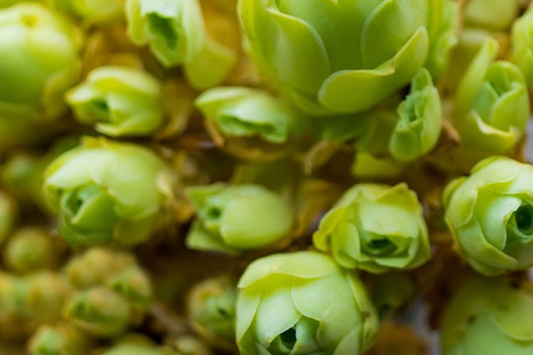 Ilustrasi tanaman sukulen Greenovia atau rose succulent. 