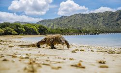 Menyelami Kearifan Lokal di Labuan Bajo: Berinteraksi dengan Suku Bajo hingga Menelusuri Kopi Flores