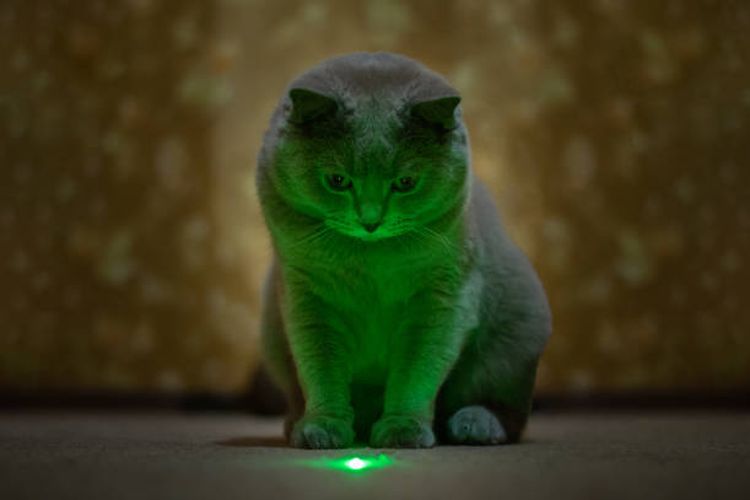 Alasan mengapa kucing menyukai laser.