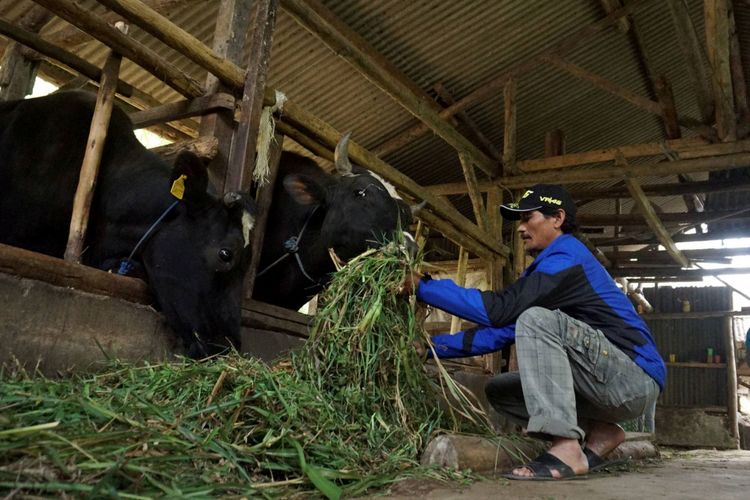 Aep Suherman (45), peternak sapi perah di Desa Wanasuka, Kecamatan Pangalengan, Kabupaten Bandung, Jawa Barat, memberi makan sapinya, Kamis (7/9/2017). Dengan memperbaiki desain kandang, tempat pakan, lantai rebahan sapi, dan pola perawatan, Aep dapat meningkatkan produktivitas sapinya dari 12-14 liter per ekor per hari menjadi 15-17 liter per ekor per hari.
