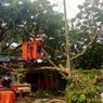 Pohon Tumbang Timpa Warung Makan di Malang, Pemilik Minta Ganti Rugi