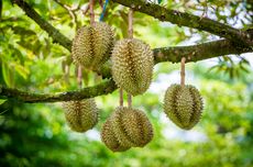 6 Hama Pohon Durian dan Cara Membasminya, Ulat hingga Kutu Putih