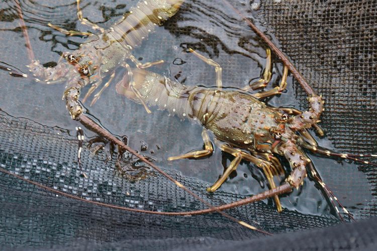 Contoh lobster yang dibudi daya. Lobster dapat dipanen setelah berusia 6-8 bulan untuk hasil yang memuaskan.