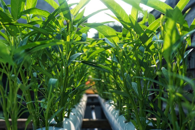 Ilustrasi menanam kangkung dengan sistem hidroponik. 