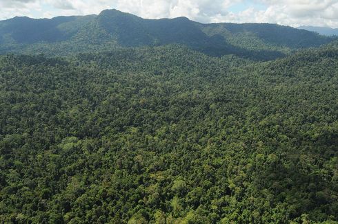 Catatan Walhi, UU Cipta Kerja Mengancam Keberlangsungan Hutan karena 2 Hal Ini
