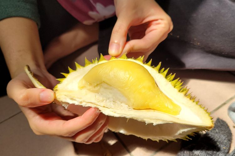 Ilustrasi daging buah durian sidikalang. 