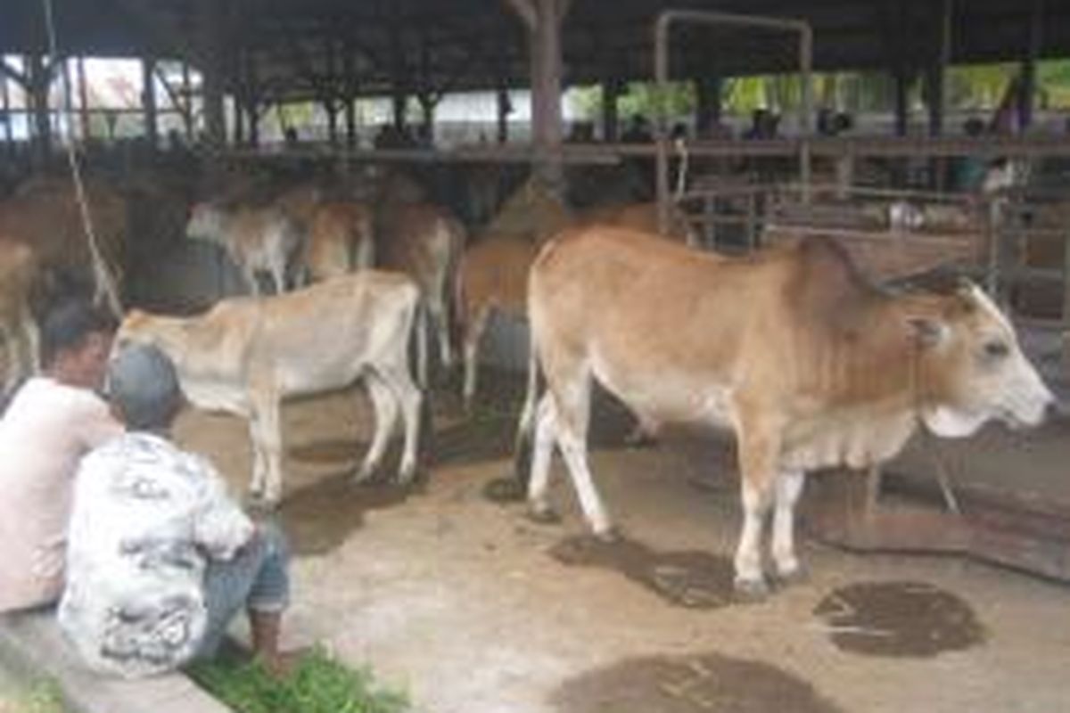 Suasana pasar hewan Glumpang Payong Kecamatan Jeumpa Bireuen menjelang Idul Adha. (DESI SAFNITA/K72-12) 