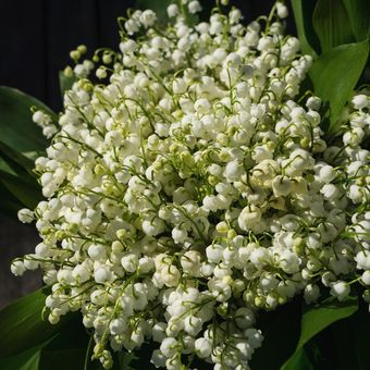 Ilustrasi bunga Lily of the Valley. Bunga ini adalah bunga favorit Ratu Elizabeth II. 