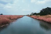 Krisis Iklim Picu Deoksigenisasi Sungai Tropis