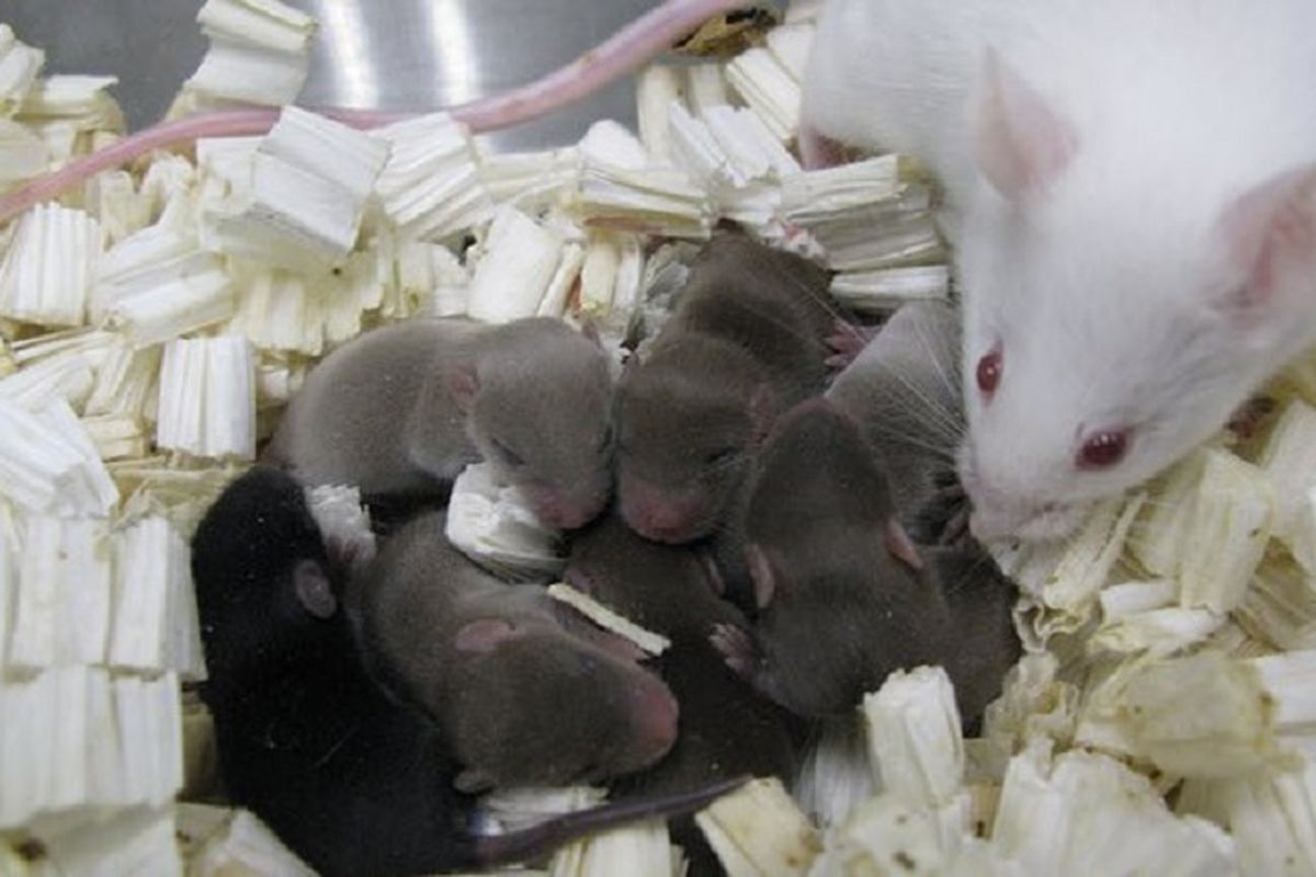 Anak tikus hasil perkawinan sperma yang disimpan di antariksa. 