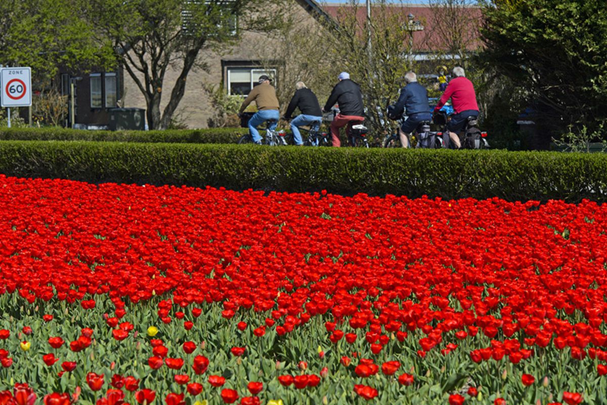 Hamparan Bunga Tulip di Noordwijkerhout, Belanda.