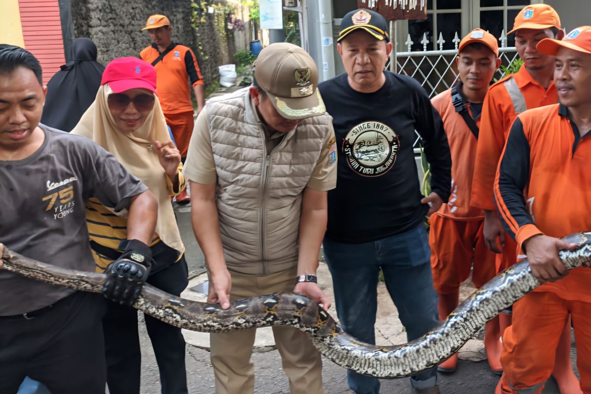 Penampakan ular sanca kembang yang ditangkap di pemukiman warga di Jalan Cipete Dalam III, Cilandak, Jakarta Selatan, Senin (13/5/2024).