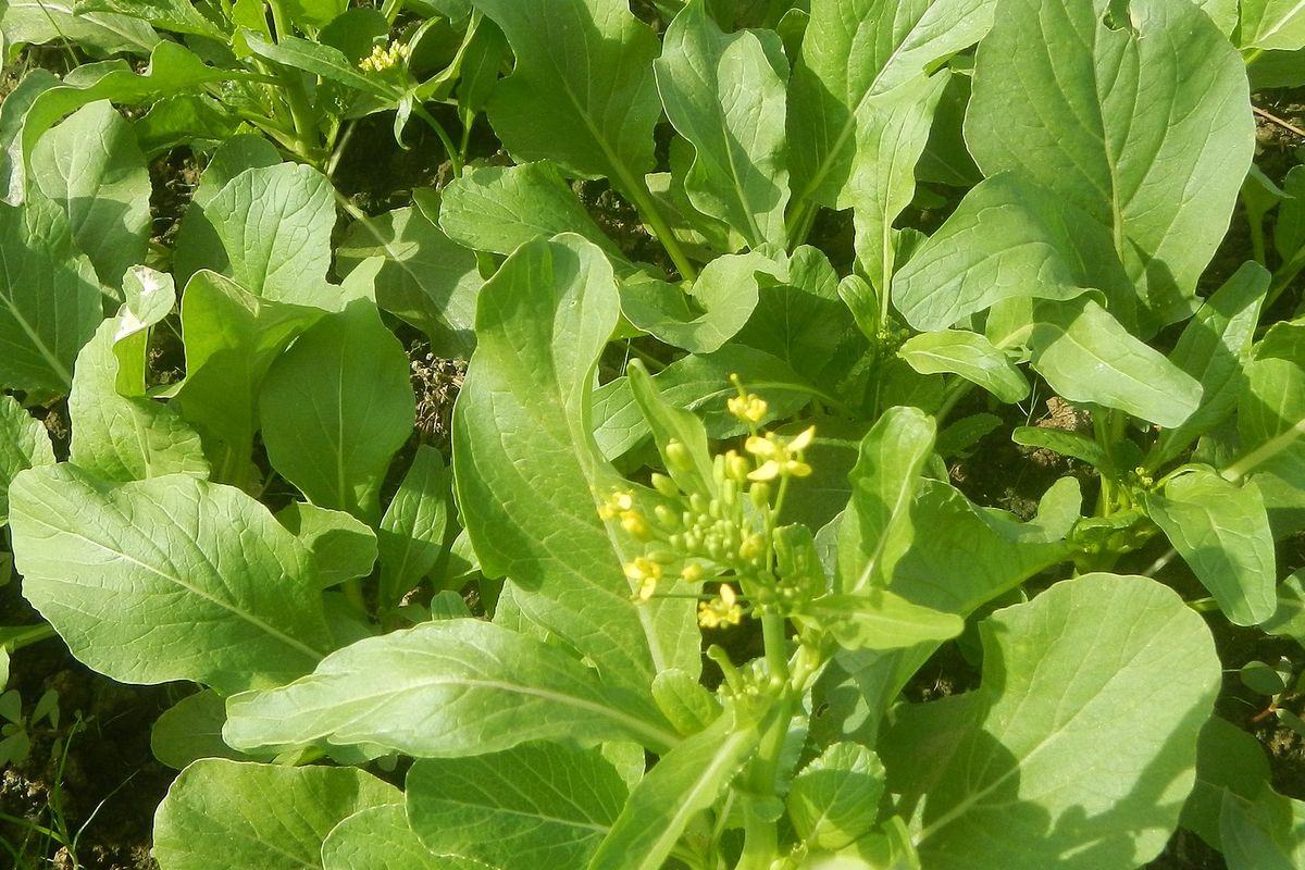 Ilustrasi tanaman caisim, menanam caisim. 