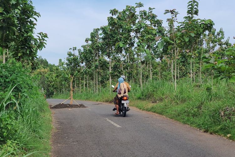 Warga melintas menghindari tanaman pisang yang ditanam warga untuk menandai lubang di jalan Giring-Singkil, Paliyan, Gunungkidul, DI Yogyakarta. Senin (8/5/2023)