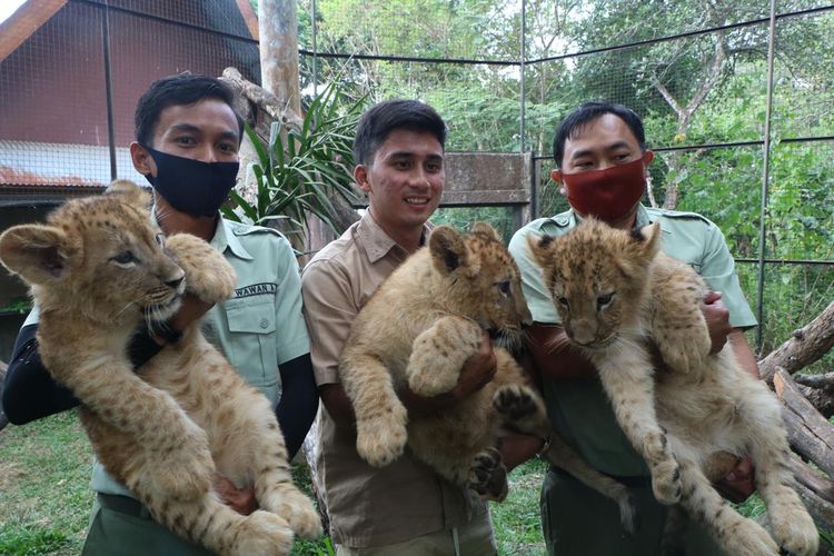 Tiga bayi singa yang lahir di Taman Safari Prigen, Kabupaten Malang, Jawa Timur