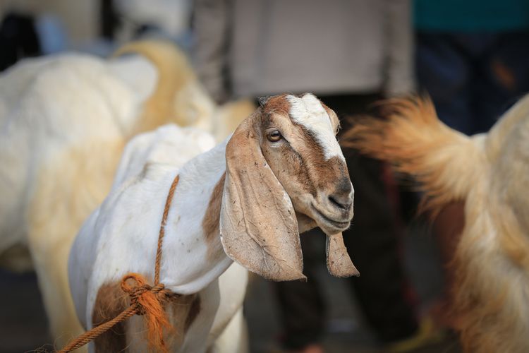 Ilustrasi kambing. 51 kambing yang masuk ke Tanjungpinang secara ilegal, tidak dilengkapi surat, dipulangkan ke daerah asal, Kamis (18/8/2022).