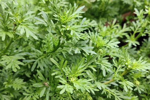 Benarkah Ekstrak Tanaman Artemisia Efektif Bunuh Virus Corona?