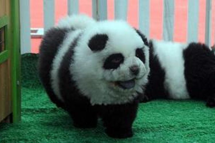 Inilah seekor anjing panda yang menjadi favorit masyarakat kelas menengah China. Anjing ini sebenarnya adalah seekor anjing chow chow yang didandani dan diberi sedikit warna pada bulunya.