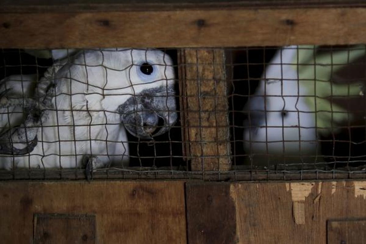 Burung kakaktua jambul kuning (Cacatua galerita) yang termasuk satwa dilindungi, diamankan di Kantor Balai Konservasi dan Sumber Daya Alam (BKSDA) DKI Jakarta, Senin (11/5/2015). BKSDA DKI Jakarta kembali mengamankan tujuh ekor kakaktua jambul kuning dan satu ekor kakaktua raja (Probosciger aterrimus) hasil serahan dari masyarakat. Delapan ekor burung kakaktua ini akan dititipkan ke Kebun Binatang Ragunan. KOMPAS IMAGES/KRISTIANTO PURNOMO