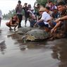 19 Penyu Hijau Selundupan Dilepasliarkan di Jembrana 