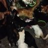 Penitipan Hewan di Kota Solo Diduga Telantarkan Puluhan Kucing, Ada yang Mati
