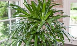 Tanaman Hias Pembersih Udara Rumah, Palem Jari Bisa Jadi Pilihan 