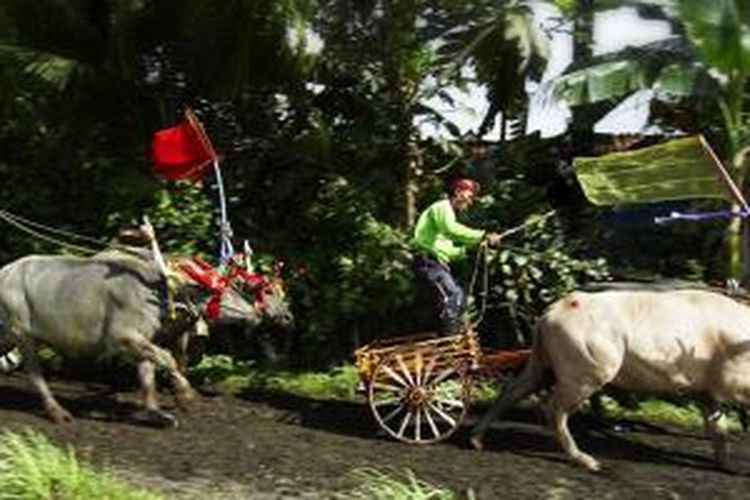 Makepung, lomba balap kerbau di Kabupaten Jembrana, Bali.