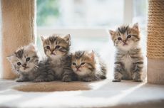 Bupati Subang Diperiksa Jadi Saksi Dugaan Pencemaran Nama Baik Kadisdik