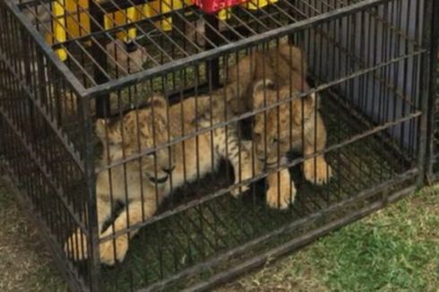 Anak Singa, Leopard dan Kura-Kura yang Diselundupkan Dititip di Kebun Binatang