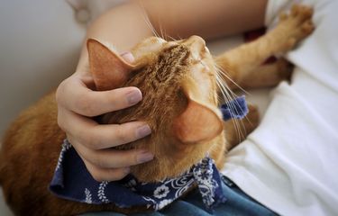 Alasan Kucing Melakukan Gerakan Memijat pada Manusia Halaman all ...