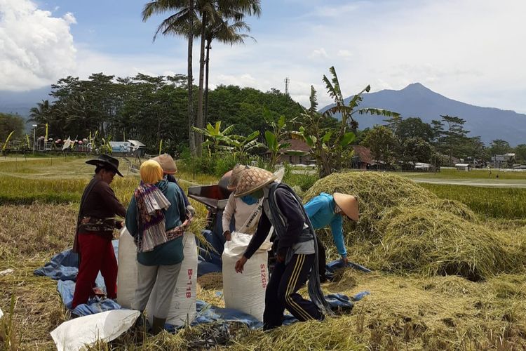 Petani di Kelurahan Mangunsari Sidomukti Kota Salatiga memanen padi di sawahnya.