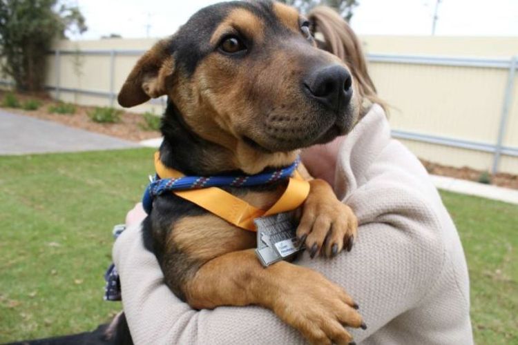 Anjing bernama Stormy yang telah menyelesaikan lomba lari maraton di Australia.