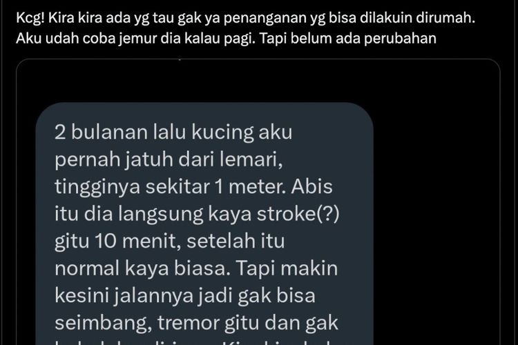 Benarkah kucing bisa stroke?