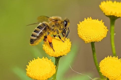 Mengapa Lebah Makin Sedikit Memproduksi Madu?