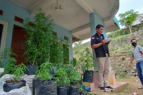 Pria di Tasikmalaya Tanam Ganja Puluhan Tahun Pakai Polybag, BNN: Tersangka Mengaku Sudah Memakai Ganja Sejak Kecil