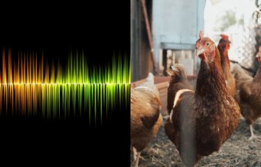 Peneliti asal Jepang menciptakan AI untuk memahami bahasa ayam.