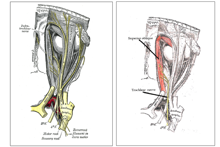 Di balik sekedip gerak mata, ada saraf dan otot-otot ini. Gambar kiri dan kanan sebenarnya sama. Gambar kanan memperjelas posisi saraf troklearis (trochlear nerve) dan otot oblik superior (superior oblique muscle). 
